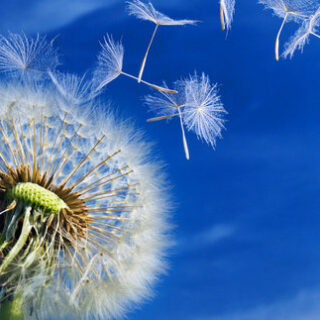 MINE Dandelionblowing shutterstock.copy  320x320 - Welcome to Breakthrough Therapies and Coaching!